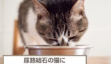 尿路結石の猫におすすめのキャットフード4選！予防用フードも紹介