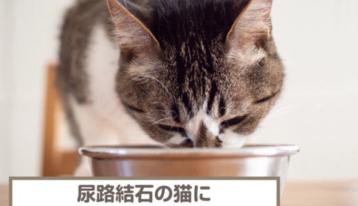 尿路結石の猫におすすめのキャットフード4選！予防用フードも紹介