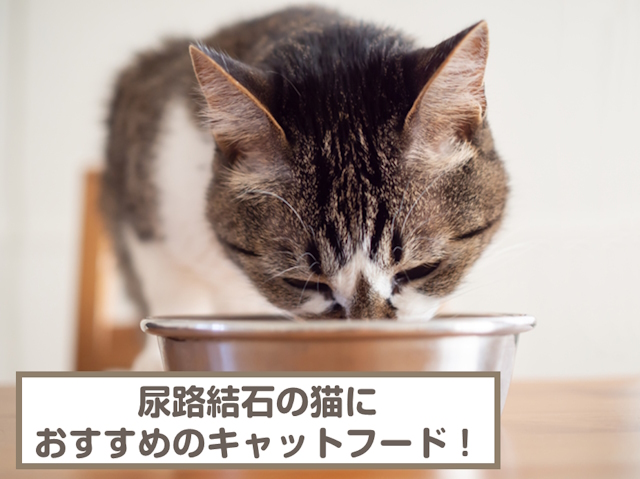 尿路結石の猫におすすめのキャットフード4選！予防用フードも紹介