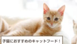 子猫におすすめのキャットフード10選！いつまで与えるべき？