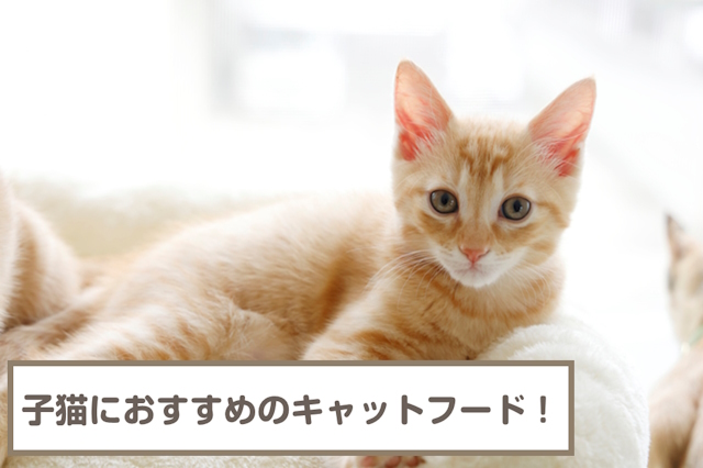 子猫におすすめのキャットフード10選！いつまで与えるべき？