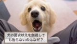 犬の要求吠えを無視しても治らないのはなぜ？原因や対処法などをご紹介！