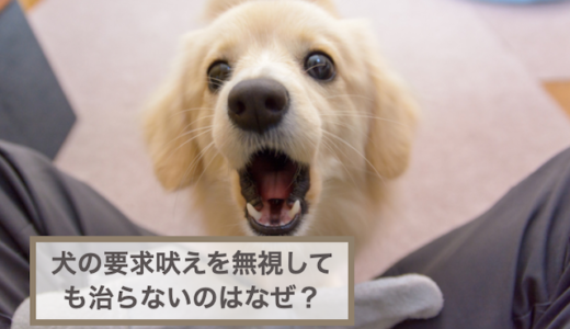 犬の要求吠えを無視しても治らないのはなぜ？原因や対処法などをご紹介！