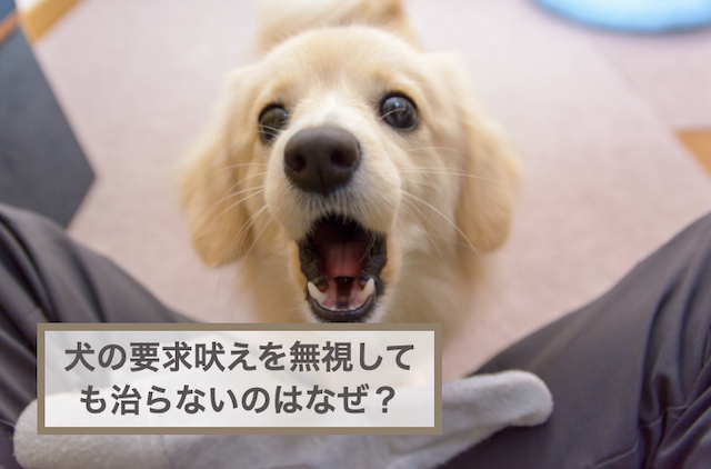 犬の要求吠えを無視しても治らないのはなぜ？原因や対処法などをご紹介！