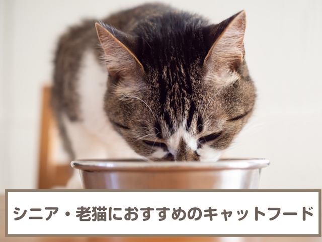 シニア猫・老猫におすすめのキャットフード7選！15歳以上向けも紹介