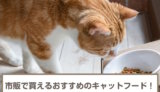 市販で買えるおすすめのキャットフード10選！選び方も解説