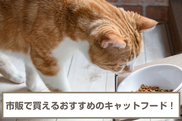 市販で買えるおすすめのキャットフード10選！選び方も解説