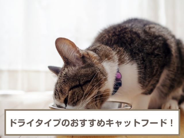 ドライタイプのおすすめキャットフード11選！食べない時の対処法