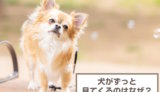 犬がずっと見てくるのはなぜ？見つめてくる心理・意味は？