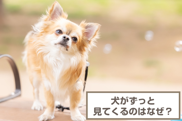 犬がずっと見てくるのはなぜ？見つめてくる心理・意味は？