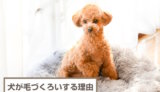 犬が毛づくろいをするのはなぜ？リラックス？人間を舐める理由は？