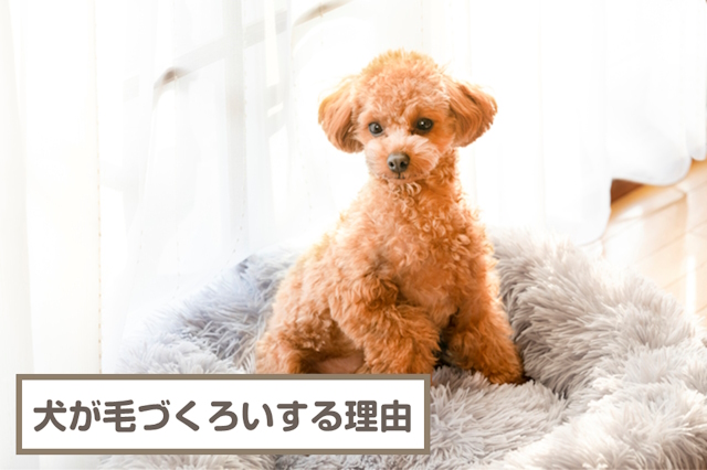 犬が毛づくろいをするのはなぜ？リラックス？人間を舐める理由は？