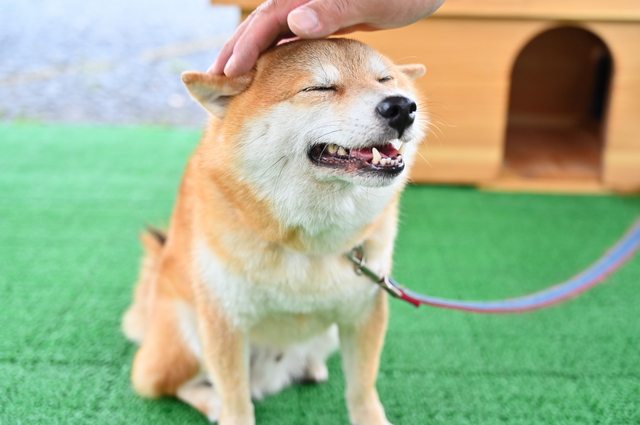 喜ぶ犬