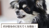 犬が唸るのに甘えてくるのはなぜ？嬉しいの？理由