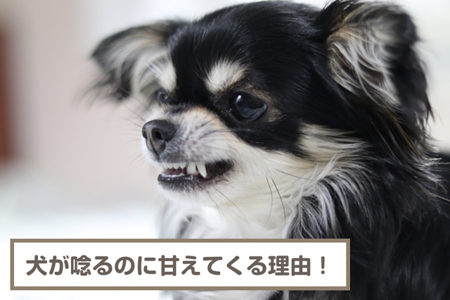 犬が唸るのに甘えてくるのはなぜ？嬉しいの？理由