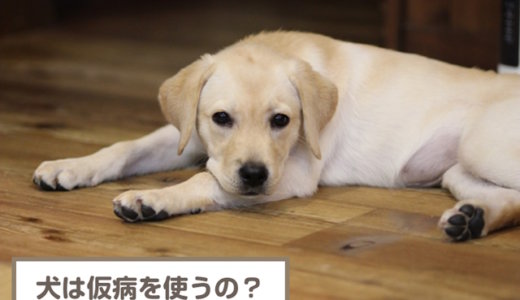 犬は仮病を使うの？仮病を使う理由・見分ける方法