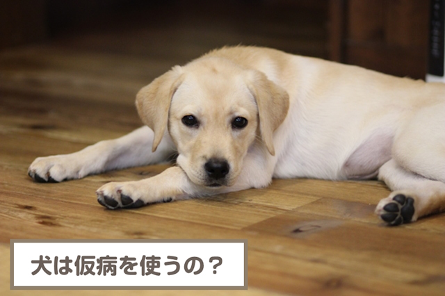 犬は仮病を使うの？仮病を使う理由・見分ける方法