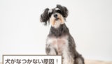 犬がなつかない原因！逃げる理由・なつかせる方法