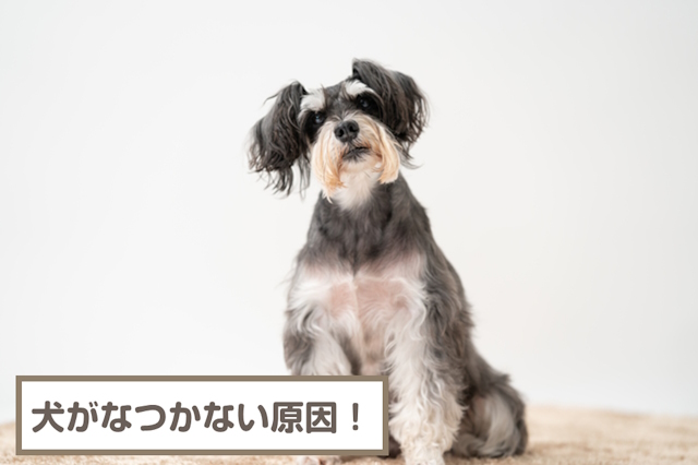 犬がなつかない原因！逃げる理由・なつかせる方法