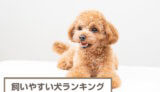 飼いやすい犬ランキング！小型犬・中型犬・大型犬ごとに解説