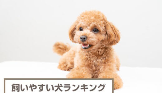 飼いやすい犬ランキング！小型犬・中型犬・大型犬ごとに解説