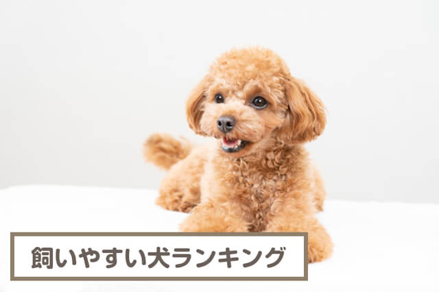 飼いやすい犬ランキング！小型犬・中型犬・大型犬ごとに解説