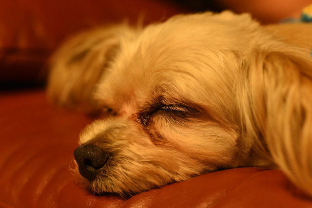 涙焼けしている犬 (1)