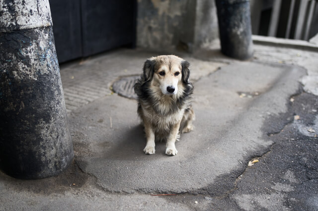 寂しそうな犬