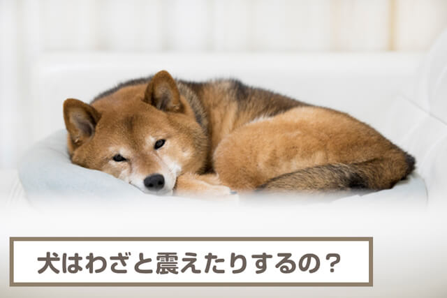 犬が震えるのがわざとなことってあるの？ストレス・病気が原因の可能性は？