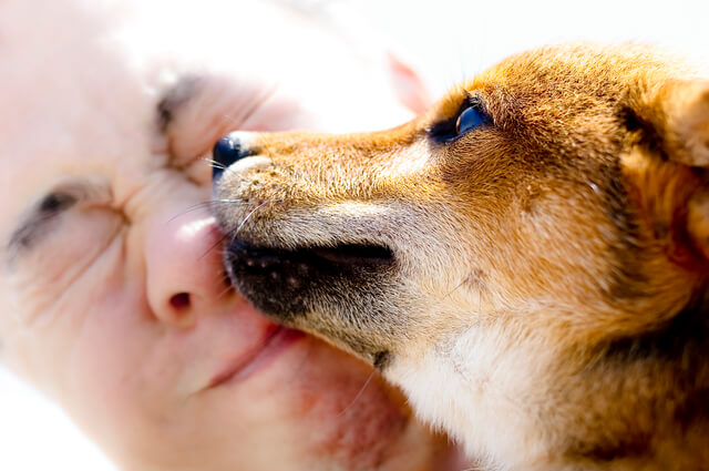 顔を舐める犬 (2)