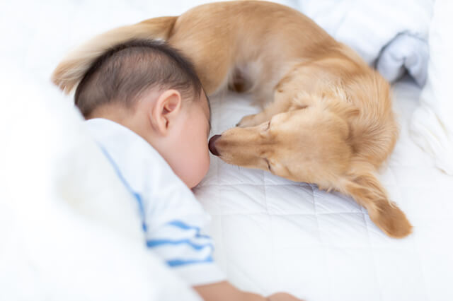 赤ちゃんの顔を舐める犬