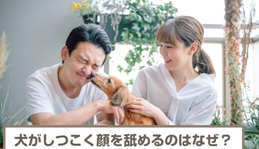 犬がしつこく顔をなめるのはなぜ？やめさせる方法や口・手の場合の対処法