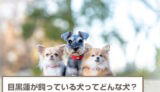 【2023年3月】目黒蓮が飼ってる犬は？愛犬のモコ・ティアラ・ココアちゃんたちと熱愛説を解説