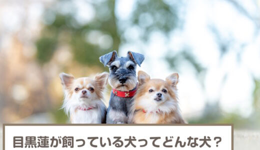 【2023年3月】目黒蓮が飼ってる愛犬は？愛犬のモコ・ティアラ・ココアちゃんたちと熱愛説を解説