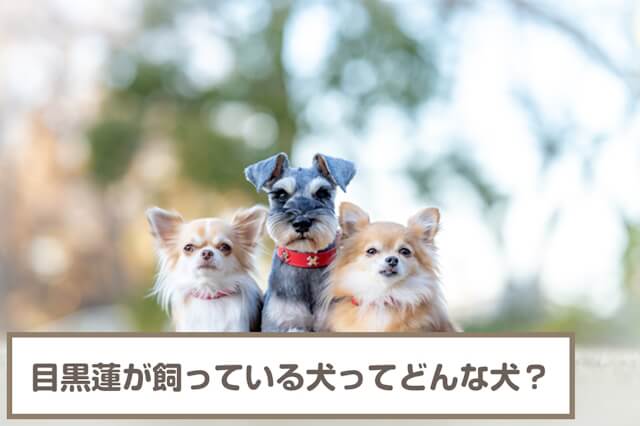 【2023年3月】目黒蓮が飼ってる犬は？愛犬のモコ・ティアラ・ココアちゃんたちと熱愛説を解説