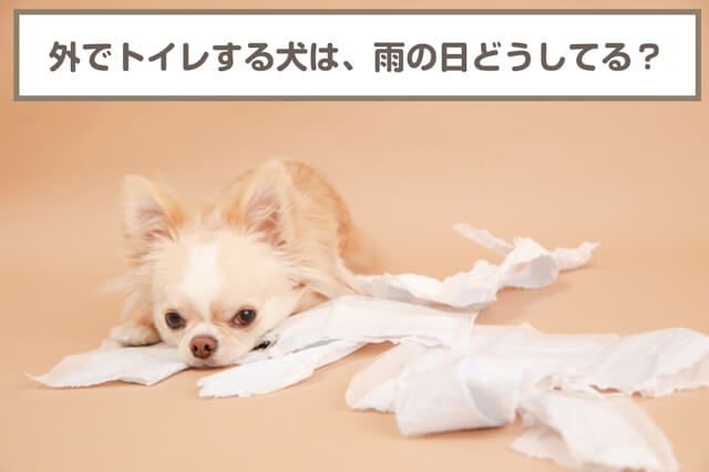 外でしかトイレをしない犬を飼っている家庭は雨の日はどうしてる？