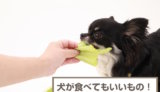 犬が食べてもいいもの！野菜・果物・肉・穀物を一挙解説