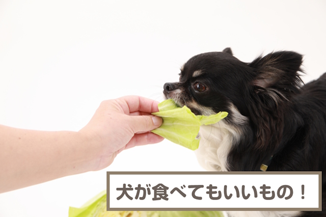 犬が食べてもいいもの！野菜・果物・肉・穀物を一挙解説