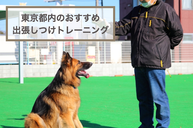 東京都内の出張しつけトレーニングおすすめ！選ぶときのポイントもご紹介