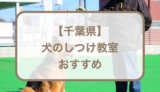 千葉県内のしつけ教室おすすめ！選ぶときのポイントも