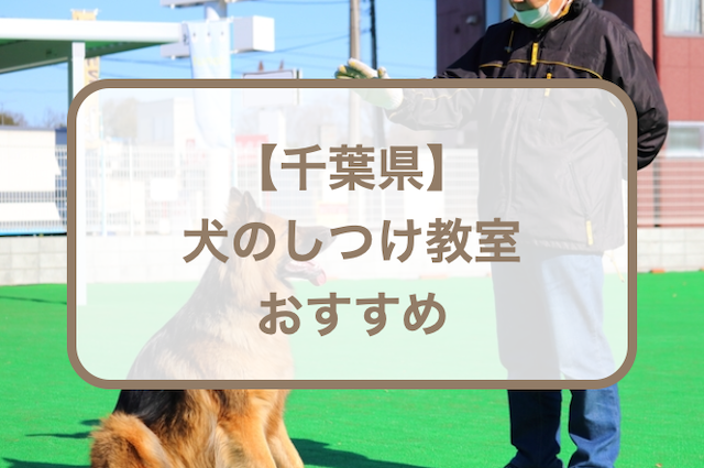 千葉県内のしつけ教室おすすめ！選ぶときのポイントも