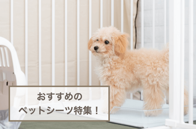 犬用ペットシーツおすすめ！選び方もご紹介！