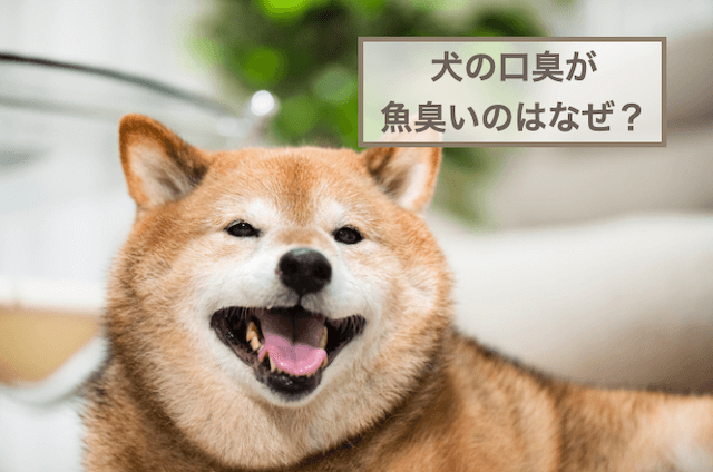 犬の口臭が魚臭いのはなぜ？対策や予防におすすめのアイテムなどをご紹介！