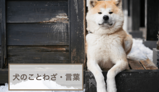 犬を使った面白い言葉は？犬のことわざ・言葉20選！