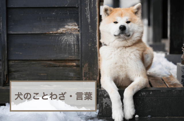 犬を使った面白い言葉は？犬のことわざ・言葉！