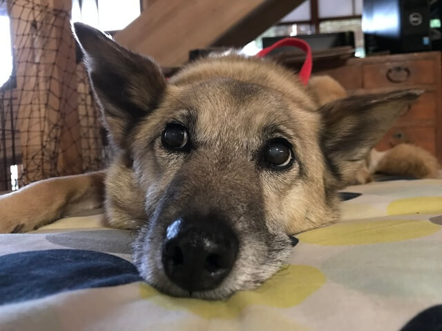 伏せているシニア犬