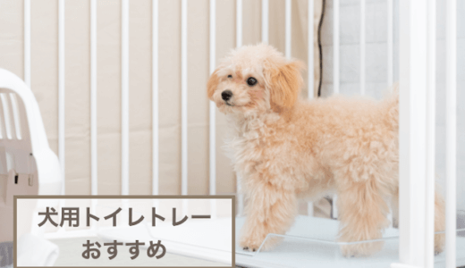 犬用トイレトレーおすすめ10選！選ぶときのポイントもご紹介！