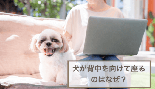 犬が背中を向けて座るのはなぜ？理由や心理を紹介