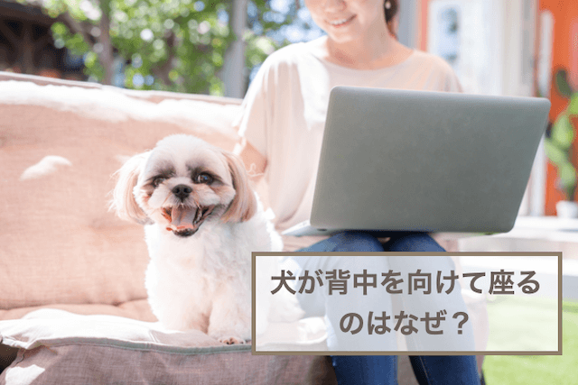 犬が背中を向けて座るのはなぜ？理由や心理を紹介