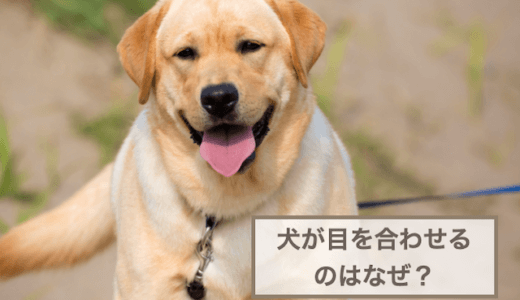 犬と目を合わせてはいけない？犬が目を合わせる理由